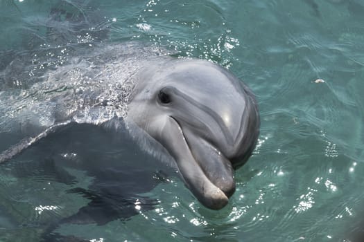 Dolphin swimming in the in red sea of Israel near the city off Eilat
