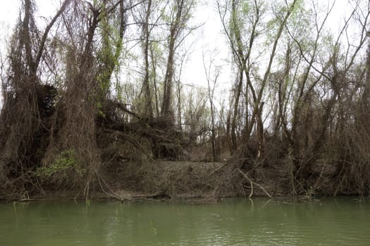 The spring season arrived on the islands and arms of the Danube river
Wildlife, willows forests and poplar forests, fish, birds and boars, the whole nature enjoys the green season.
