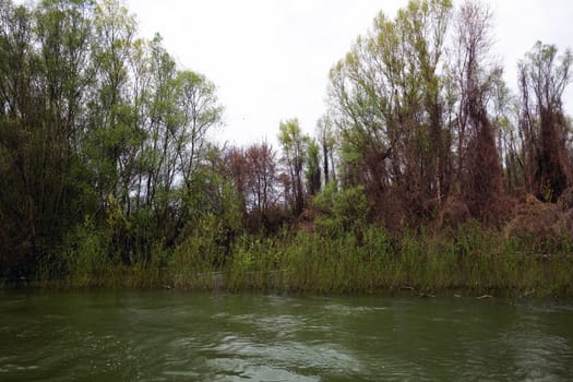 The spring season arrived on the islands and arms of the Danube river
Wildlife, willows forests and poplar forests, fish, birds and boars, the whole nature enjoys the green season.