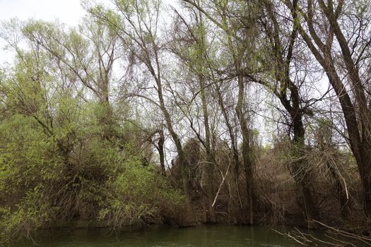 The spring season arrived on the islands and arms of the Danube river
Wildlife, willows forests and poplar forests, fish, birds and boars, the whole nature enjoys the green season.