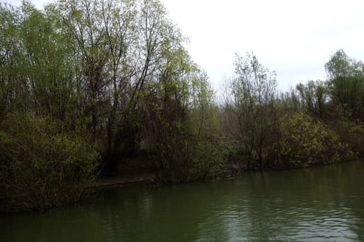The spring season arrived on the islands and arms of the Danube river
Wildlife, willows forests and poplar forests, fish, birds and boars, the whole nature enjoys the green season.