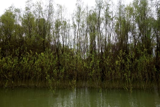 The spring season arrived on the islands and arms of the Danube river
Wildlife, willows forests and poplar forests, fish, birds and boars, the whole nature enjoys the green season.