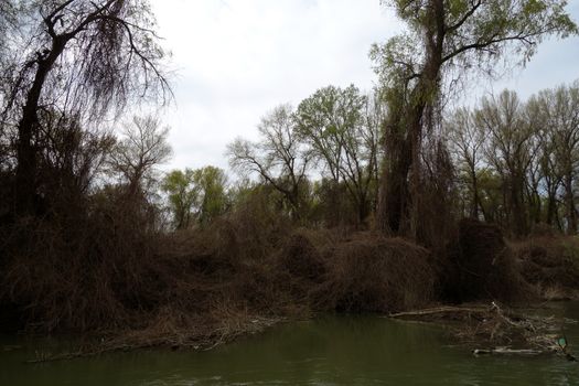 The spring season arrived on the islands and arms of the Danube river
Wildlife, willows forests and poplar forests, fish, birds and boars, the whole nature enjoys the green season.