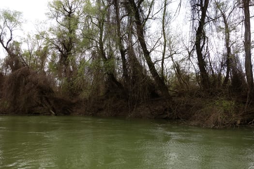 The spring season arrived on the islands and arms of the Danube river
Wildlife, willows forests and poplar forests, fish, birds and boars, the whole nature enjoys the green season.