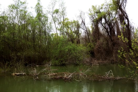 The spring season arrived on the islands and arms of the Danube river
Wildlife, willows forests and poplar forests, fish, birds and boars, the whole nature enjoys the green season.