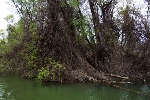 The spring season arrived on the islands and arms of the Danube river
Wildlife, willows forests and poplar forests, fish, birds and boars, the whole nature enjoys the green season.