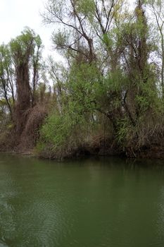The spring season arrived on the islands and arms of the Danube river
Wildlife, willows forests and poplar forests, fish, birds and boars, the whole nature enjoys the green season.