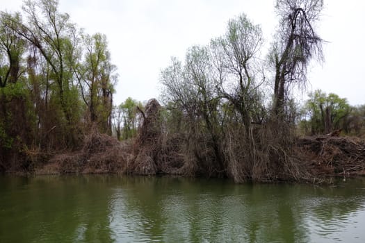 The spring season arrived on the islands and arms of the Danube river
Wildlife, willows forests and poplar forests, fish, birds and boars, the whole nature enjoys the green season.