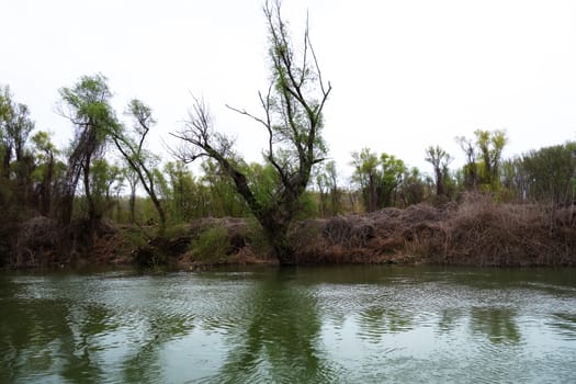 The spring season arrived on the islands and arms of the Danube river
Wildlife, willows forests and poplar forests, fish, birds and boars, the whole nature enjoys the green season.
