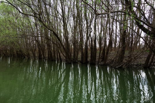 The spring season arrived on the islands and arms of the Danube river
Wildlife, willows forests and poplar forests, fish, birds and boars, the whole nature enjoys the green season.