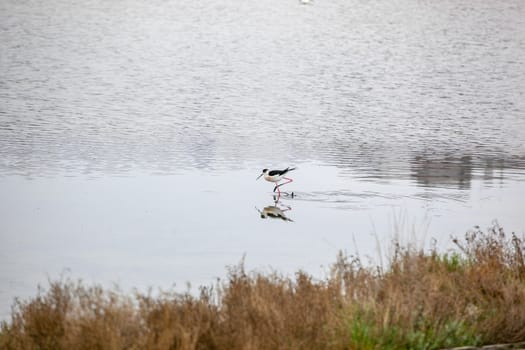 Black-Winged Stilt Wading In Water