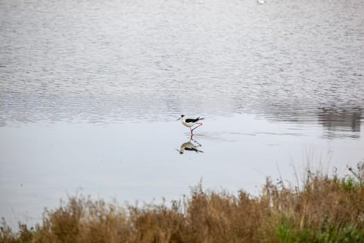 Black-Winged Stilt Wading In Water