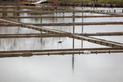 Black-Winged Stilt Wading In Water