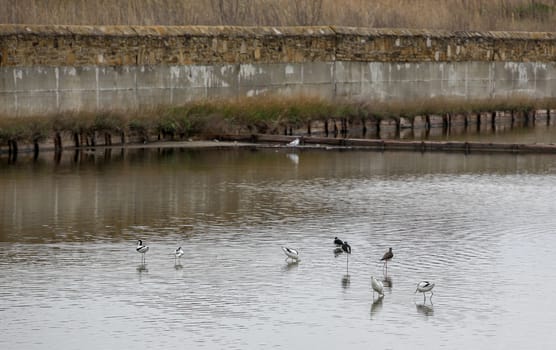 Black-Winged Stilt Wading In Water