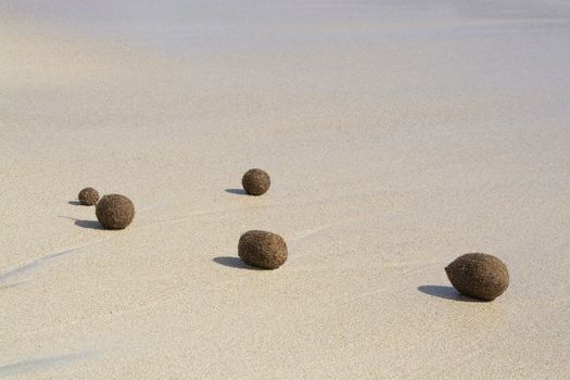 Fiber balls of seagrass washed up on sandy beach in Mallorca, Spain.