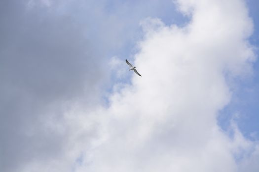 Seagulls flying overhead against cloudy and blue skies in Mallorca, Spain.