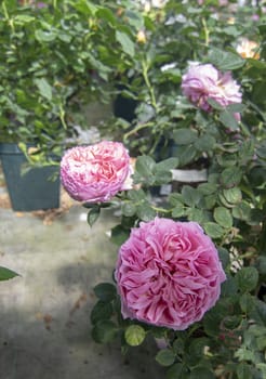 Gorgeous double pink rose flowers in pots. Spring garden series, Mallorca, Spain.