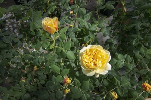 Gorgeous double yellow rose flowers in pots. Spring garden series, Mallorca, Spain.