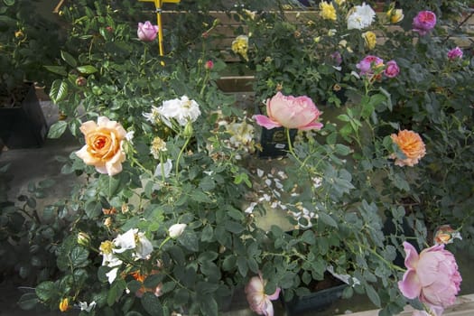 Gorgeous double pink  and yellow roses with buds and fallen petals. Spring garden series, Mallorca, Spain.