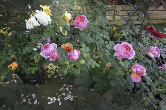 Gorgeous double pink  and yellow roses with buds and fallen petals. Spring garden series, Mallorca, Spain.