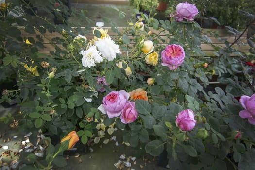 Gorgeous double pink  and yellow roses with buds and fallen petals. Spring garden series, Mallorca, Spain.