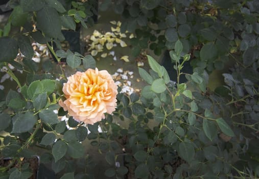 Gorgeous double yellow rose flowers in pots. Spring garden series, Mallorca, Spain.