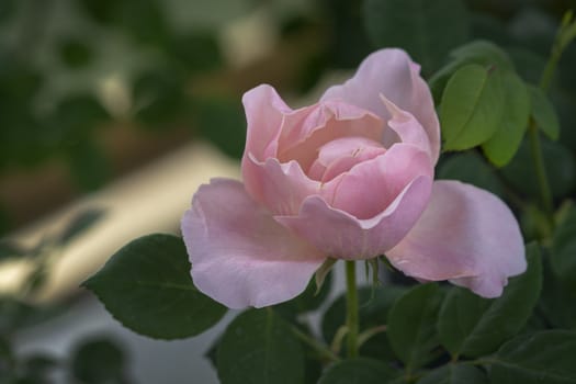 Beautiful rose flowers closeup. Spring garden series, Mallorca, Spain.