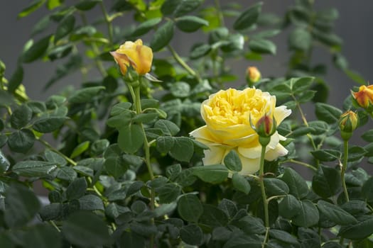 Beautiful yellow rose flowers closeup. Spring garden series, Mallorca, Spain.