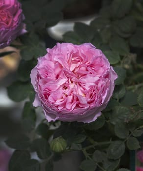 Beautiful rose flowers closeup. Spring garden series, Mallorca, Spain.