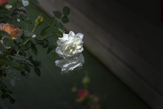 Beautiful double white rose flowers closeup. Spring garden series, Mallorca, Spain.