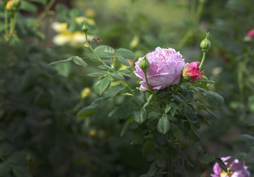 Beautiful rose flowers closeup. Spring garden series, Mallorca, Spain.