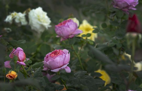 Beautiful two-toned pink rose flowers closeup with white and yellow. Spring garden series, Mallorca, Spain.