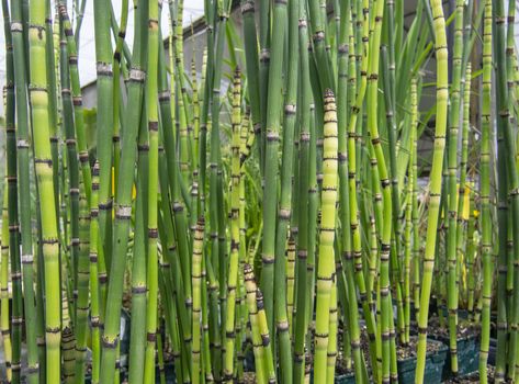 Fresh green bamboo grass organic Asian style background texture.