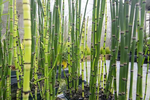 Fresh green bamboo grass organic Asian style background texture.
