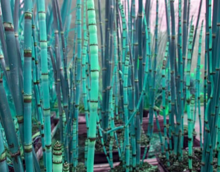Abstract bamboo grass toned in bright turquoise organic Asian style background texture.