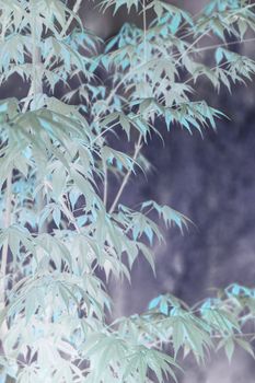 Elegant abstract Japanese zen style bamboo tree background inverted colors turquoise and blue