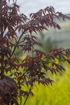 Elegant Japanese zen style bamboo tree background dark red leaves against bright green background