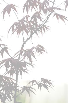 Elegant soft foggy Japanese zen style bamboo tree background