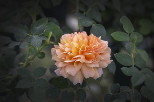 Beautiful coral pink rose flowers closeup. Spring garden series, Mallorca, Spain.