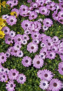 Full frame of purple daisies summer garden