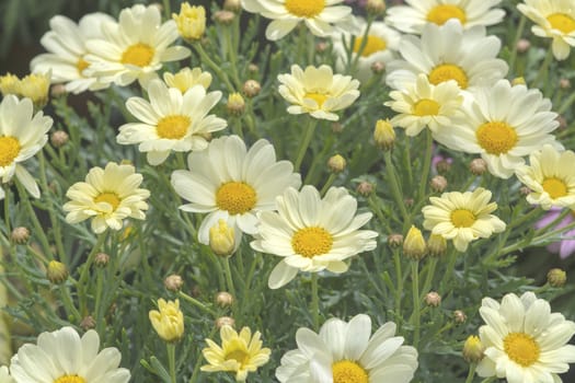 White daisy flowers closeup. Spring garden series, Mallorca, Spain.