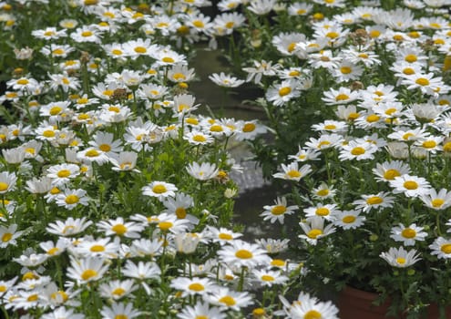 White daisy flowers closeup. Spring garden series, Mallorca, Spain.