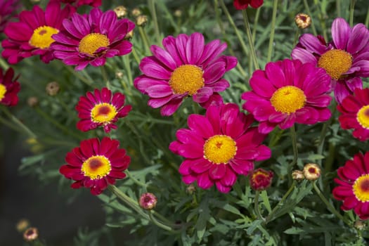 Full frame of pink and red daisy looking flowers full frame summer garden