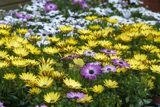 Full frame of purple and yellow daisy flowers full frame summer garden