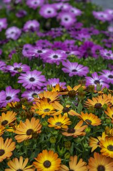 Full frame of yellow and purple daisies summer garden