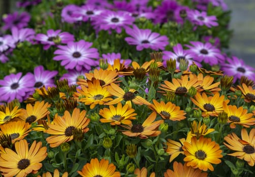 Full frame of yellow and purple daisies summer garden