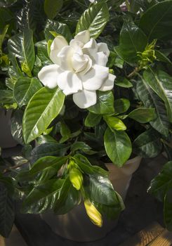 Beautiful white gardenia flower closeup. Spring garden series, Mallorca, Spain.