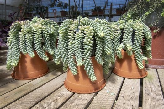 Sedum plant Sedum burrito, in large pots. Spring garden series, Mallorca, Spain.