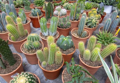 Cactus plants in pots from above. Spring garden series, Mallorca, Spain.