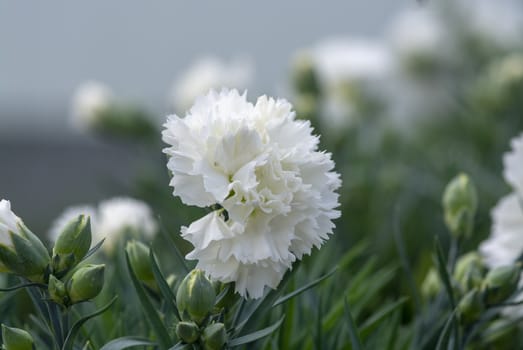 White carnation flowers. Spring garden series, Mallorca, Spain.